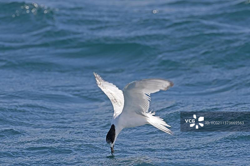 白额燕鸥幼鸟：飞行于海面，觅食，新西兰，大洋洲图片素材