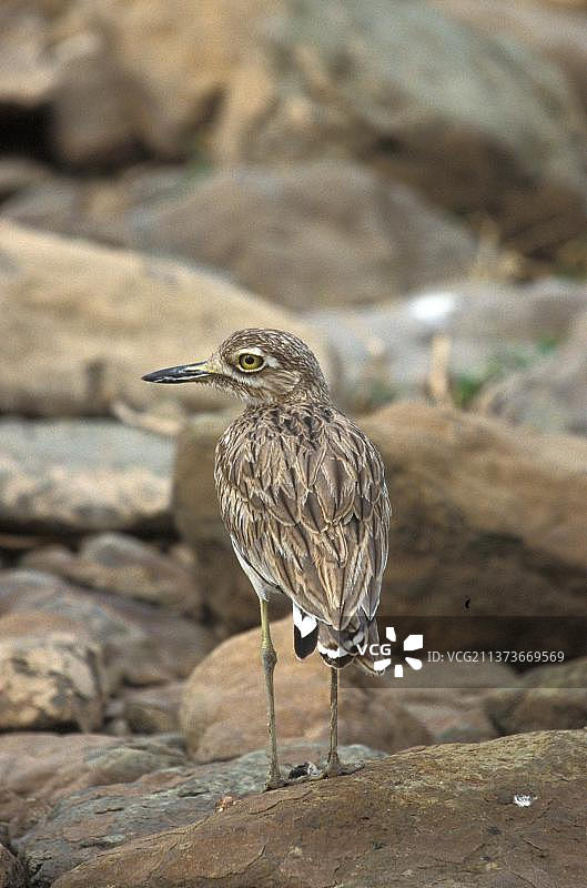 塞内加尔厚膝鸟图片素材