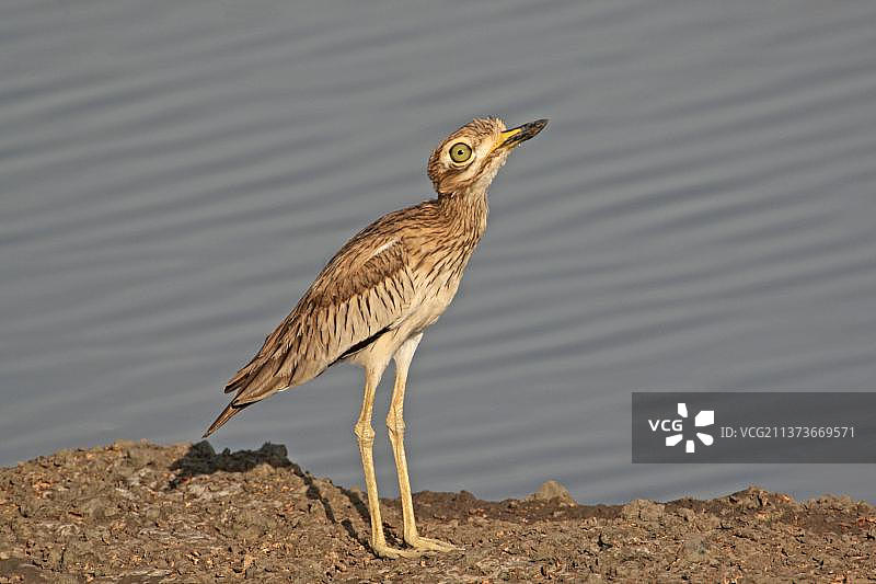 塞内加尔厚膝鸟（Burhinus senegalensis）图片素材