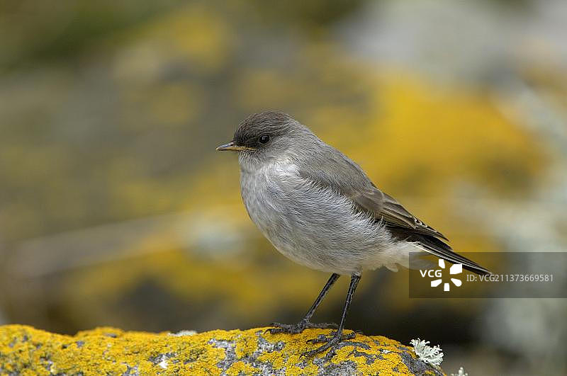 黑脸地霸鹟（Muscisaxicola macloviana）成年个体，站在覆盖着地衣的岩石上，新岛，福克兰群岛，南美洲图片素材