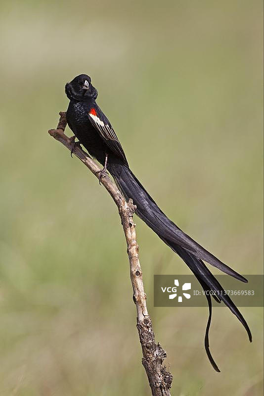 长尾寡妇鸟图片素材