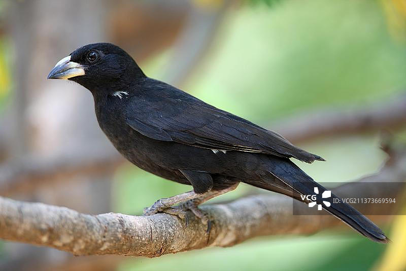 白嘴水牛织布鸟，肯尼亚巴林戈湖图片素材