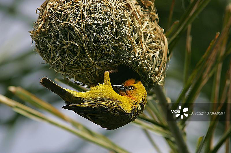 海角织布鸟（雄性），栖息在巢穴，南非沙姆瓦里动物保护区图片素材