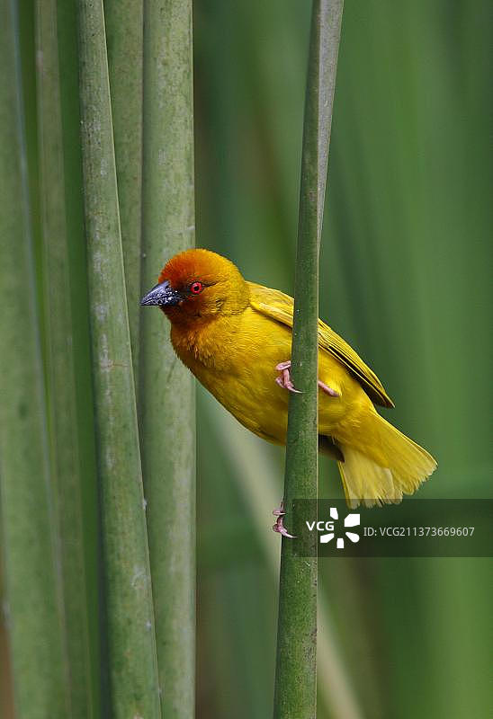 金色棕榈织布鸟（Ploceus bojeri），成年雄性繁殖羽毛，栖息在芦苇上，肯尼亚，非洲图片素材