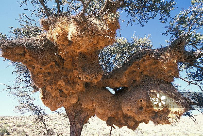 群居织巢鸟的巨型群巢图片素材