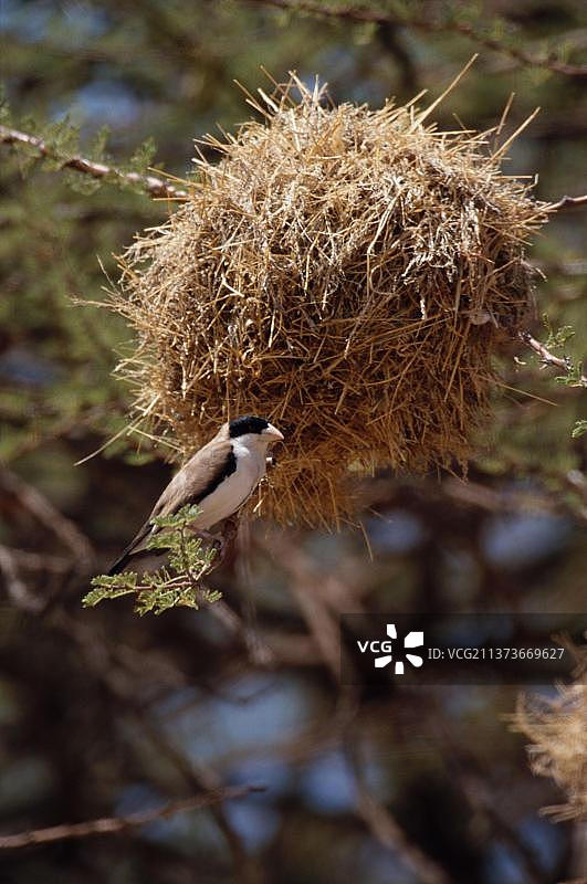 黑顶织雀，鸣禽，动物，鸟类，织布鸟，肯尼亚非洲图片素材
