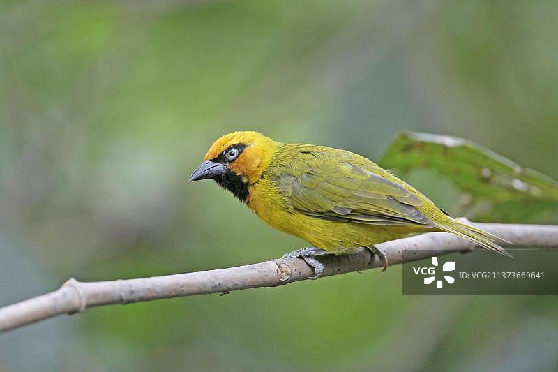 栖息在树枝上的黑颈织雀图片素材