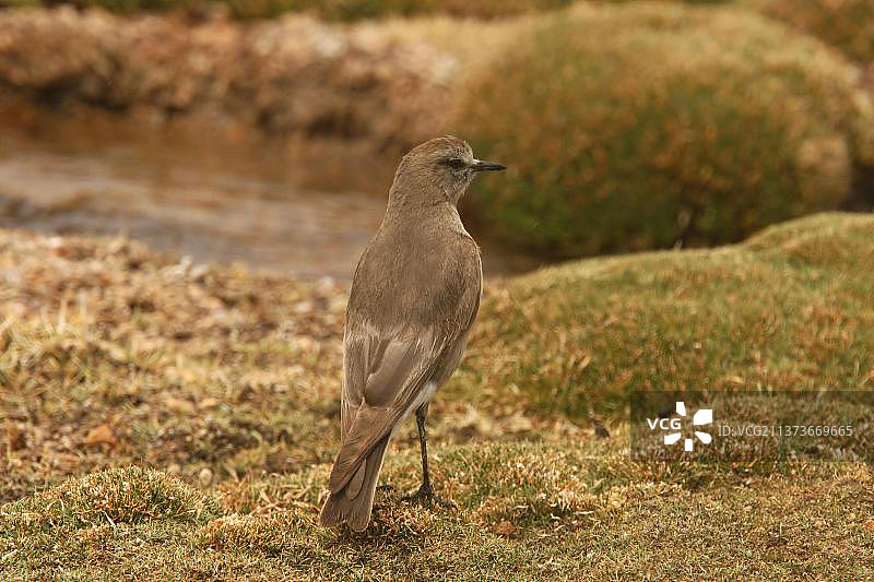 站在地上的白额地霸鹟，智利北部图片素材