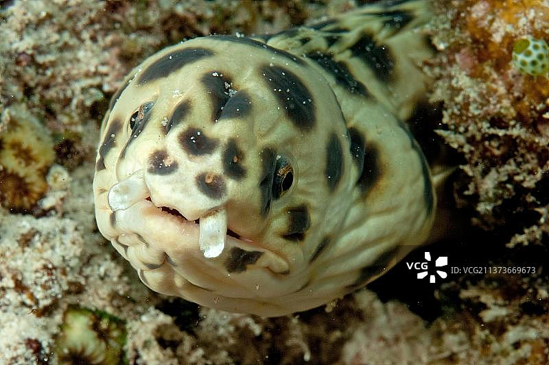 非洲毛里求斯印度洋 spotted Snake Eel图片素材