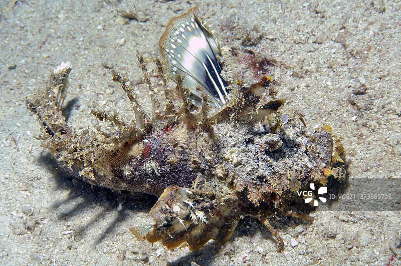 丝鳍蓑鲉，红海，亚喀巴，约旦图片素材