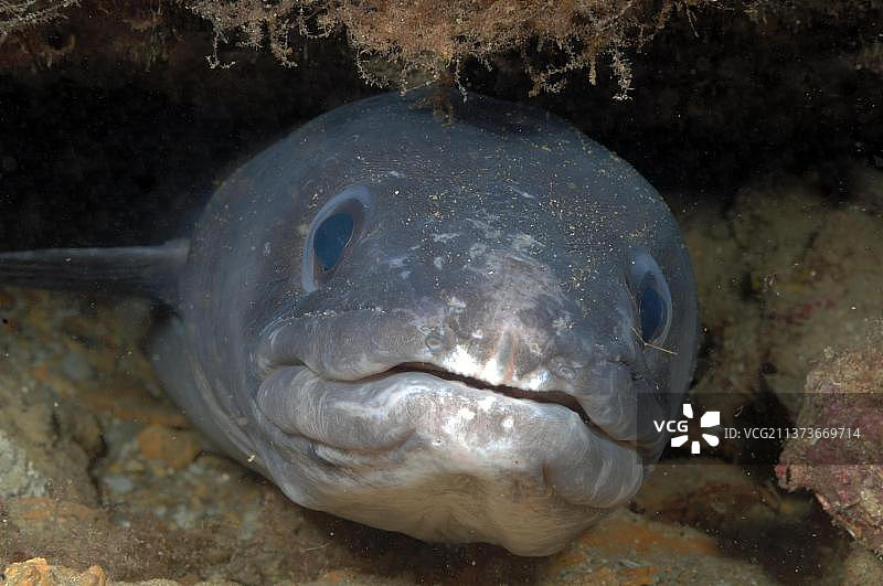 欧洲地中海西西里岛的康吉鳗图片素材