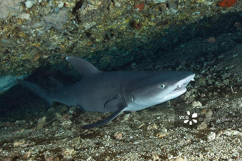 菲律宾海的白鳍礁鲨图片素材