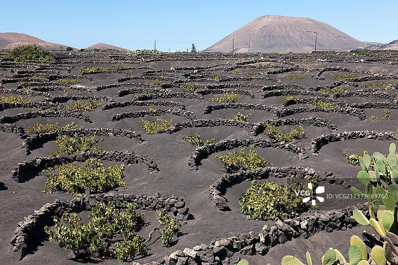 欧洲西班牙兰萨罗特岛火山熔岩上的葡萄栽培图片素材