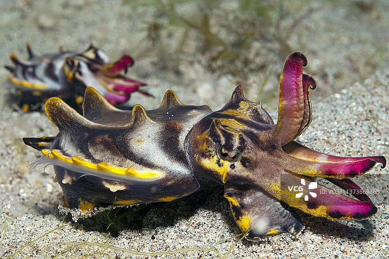 花哨的乌贼 - 菲律宾民都洛岛萨邦海滩图片素材