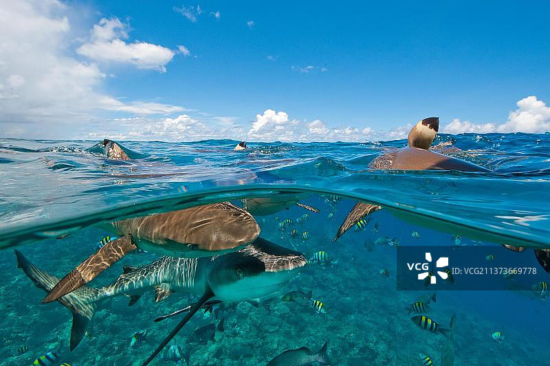 灰礁鲨，太平洋，印度洋，大洋洲，红海和黑鳍礁鲨，密克罗尼西亚，大洋洲图片素材