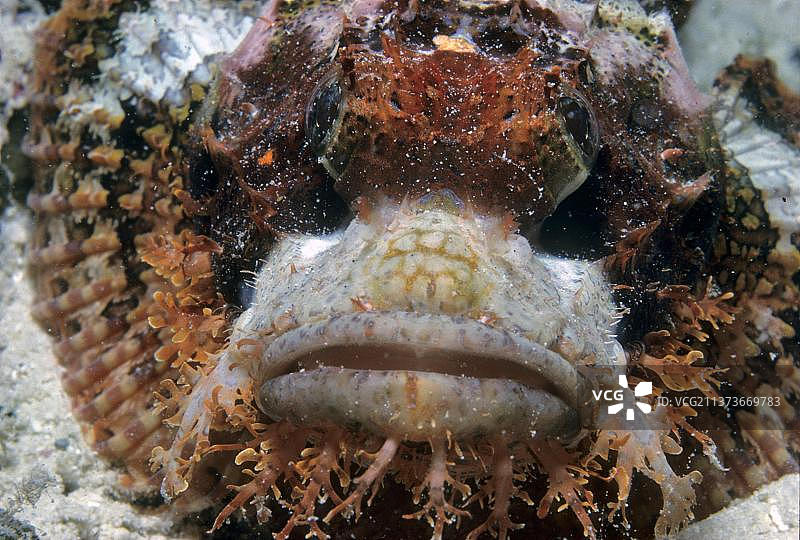 印度洋的须蓑鲉图片素材