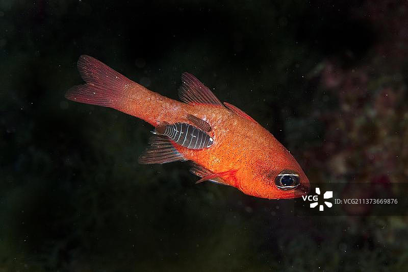 地中海须鳚图片素材