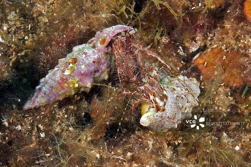 地中海中争斗的寄居蟹图片素材