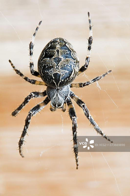 桥梁与蜘蛛图片素材