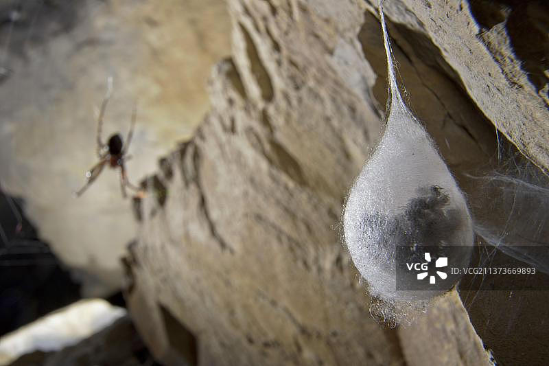 洞穴车轮蜘蛛图片素材