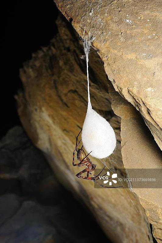 其他动物，蜘蛛，蛛形纲动物，动物，幽灵蛛，洞穴中的洞穴蛛（Meta bourneti）成年个体及其卵茧，意大利，欧洲图片素材