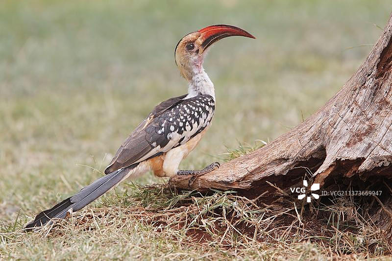 非洲肯尼亚，北部红嘴鸟(Tockus erythrorhynchus erythrorhynchus)，成年，站在树下的地面上图片素材