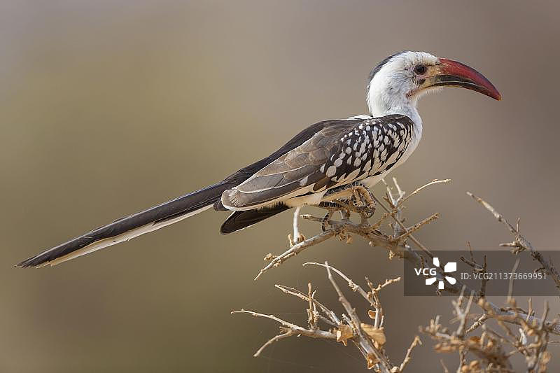 红嘴犀鸟，非洲肯尼亚桑布鲁国家保护区图片素材