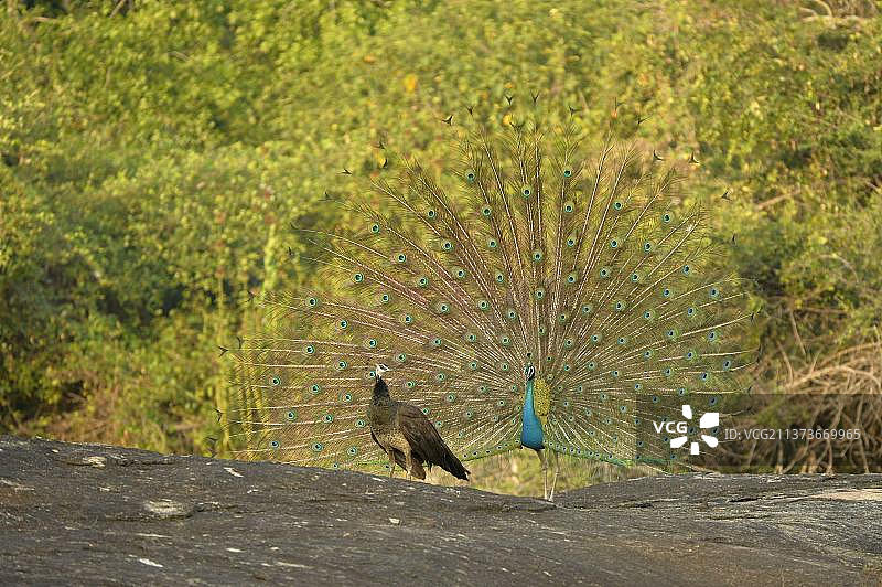 印度蓝孔雀（Pavo cristatus），成年配偶，雄性向雌性炫耀，斯里兰卡亚拉国家公园图片素材