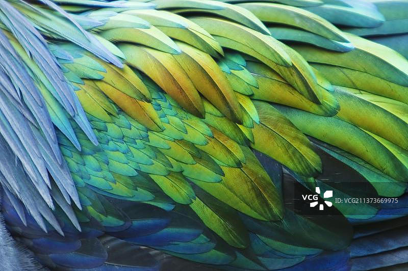 尼科巴鸽特写图片素材