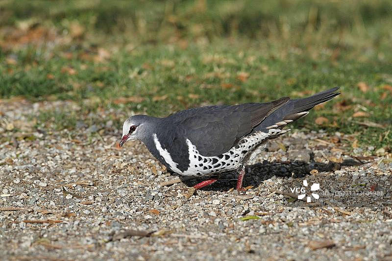 王鸽地面觅食图片素材