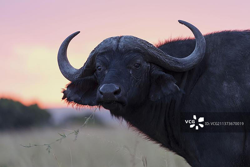 非洲水牛，偶蹄目动物，哺乳动物，成年雄性水牛头部特写，在日落时分的草原上，马赛马拉国家保护区，肯尼亚，非洲图片素材