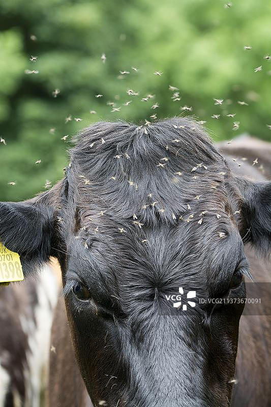 英国坎布里亚的牛图片素材