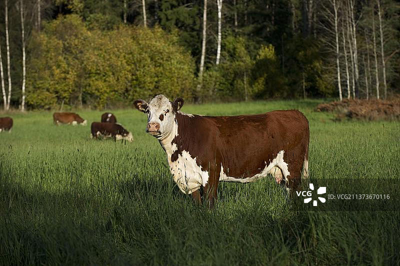海福特牛站在瑞典的草地中图片素材