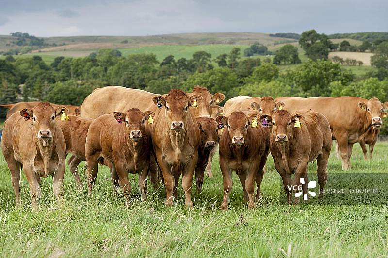 英国兰开夏郡高地牧场上的利穆赞牛群图片素材