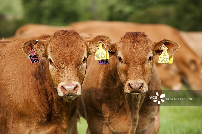 利穆赞小牛，头部特写，带命名耳标，在山地牧场上，英国图片素材