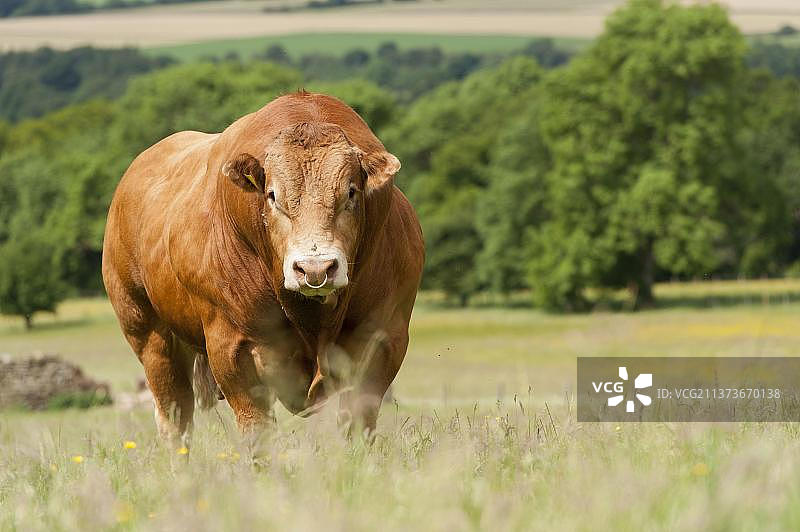 利木赞公牛，带鼻环，站立在山地牧场上图片素材