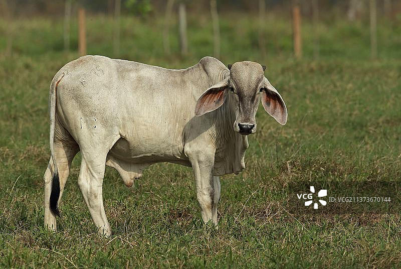 在巴拿马达连的牧场上的婆罗门牛图片素材