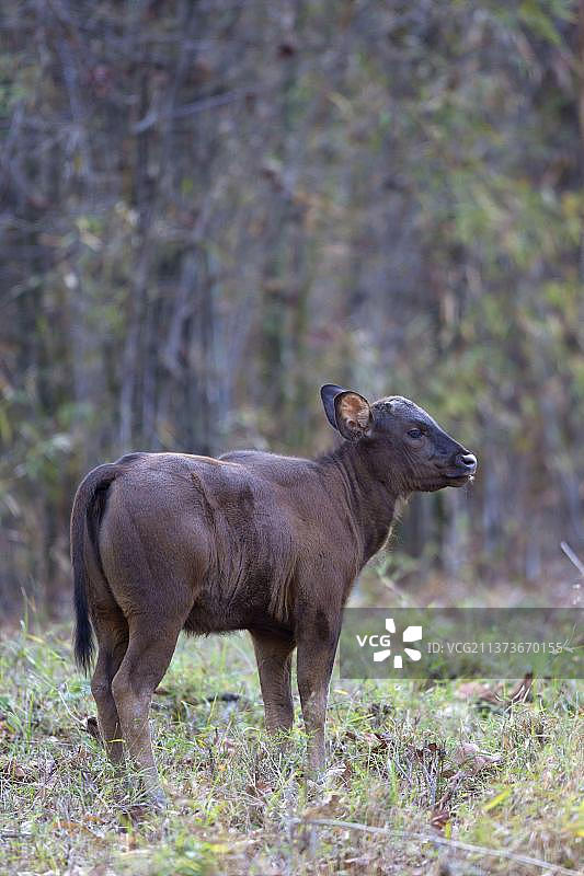 印度马哈拉施特拉邦，站立的印度野牛犊图片素材