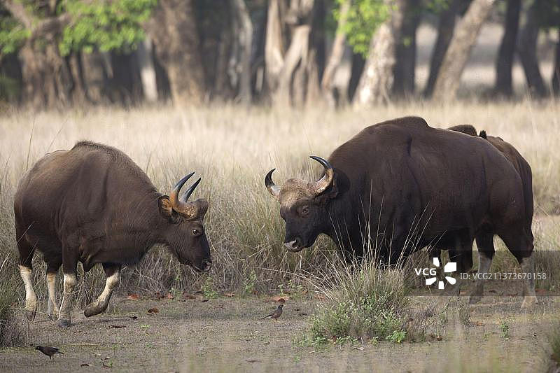 印度坎哈国家公园森林空地中的两只成年雄性白肢野牛图片素材