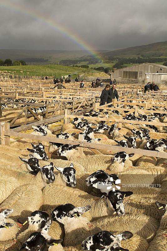 英国约克郡牲畜市场的家养骡羊图片素材