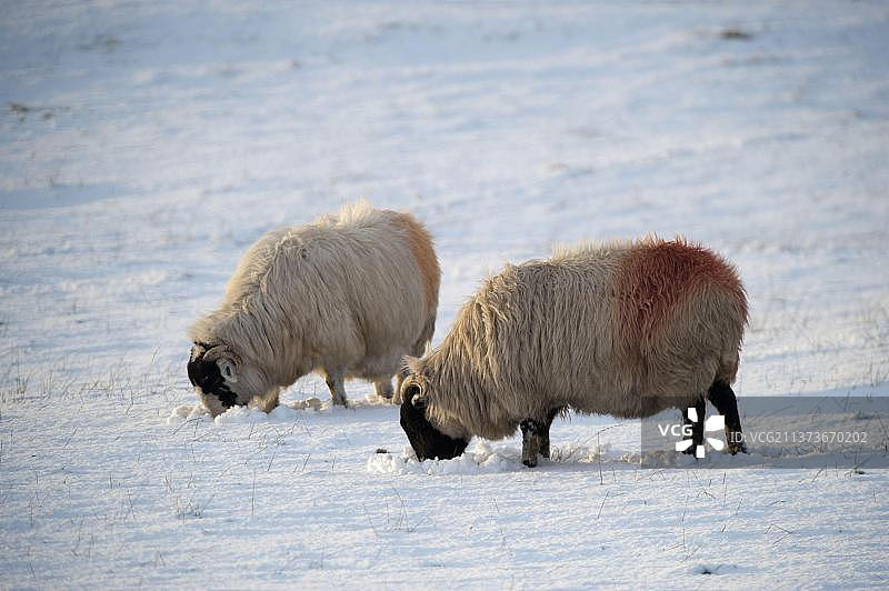 两只英国坎德尔拉夫费尔绵羊在坎布里亚的积雪牧场上吃草图片素材