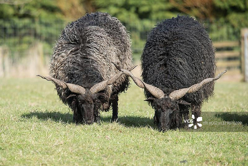 英国兰开夏郡博兰野猪公园的匈牙利多用途家养绵羊图片素材