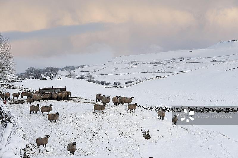 斯韦尔代尔绵羊：雪地牧场上的纯种家畜图片素材