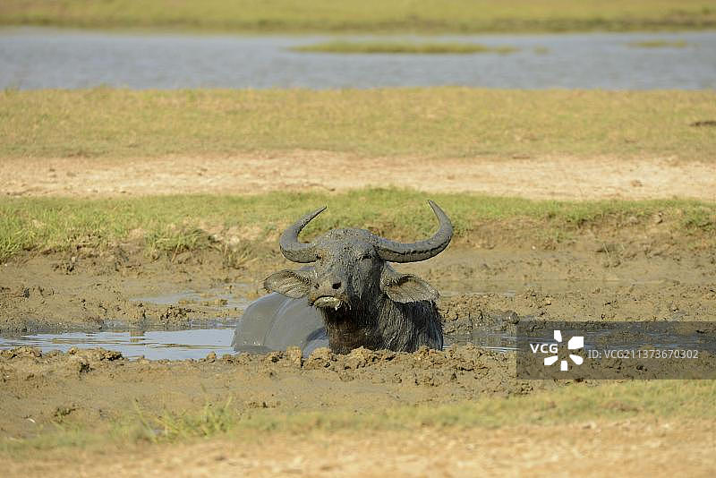 斯里兰卡雅拉国家公园，成年野生水牛在泥中打滚图片素材