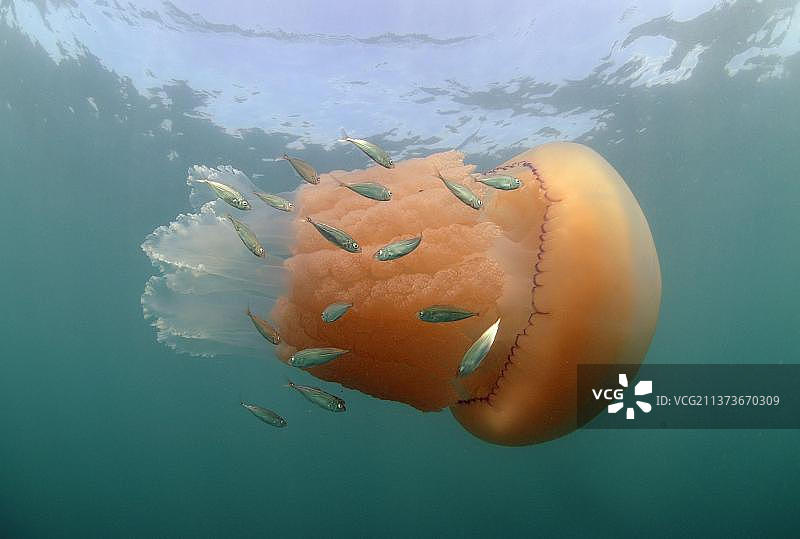 成年桶水母与大西洋竹荚鱼群图片素材