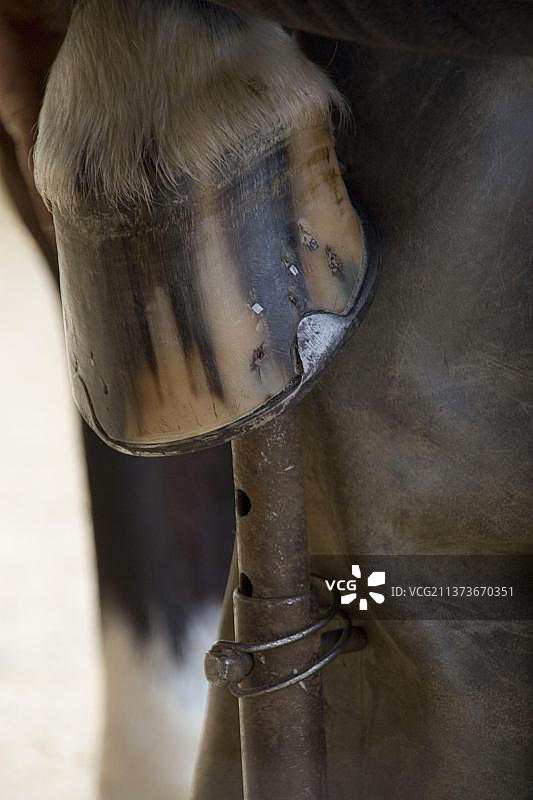 新安装的马蹄铁，马蹄仍在铁匠的支架上图片素材