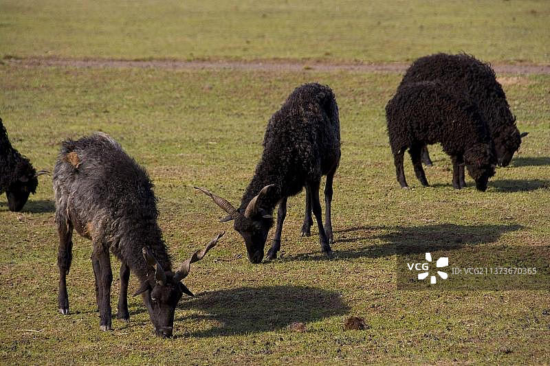 拉卡羊：一种公羊和母羊都长着螺旋长角的独特品种，原产于匈牙利图片素材