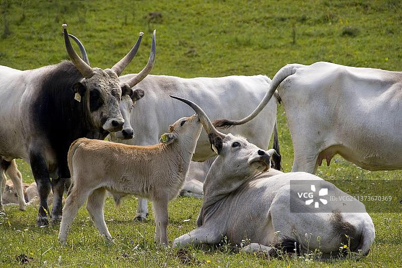 匈牙利灰牛图片素材