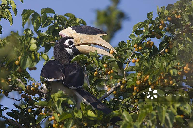马拉巴犀鸟，斯里兰卡，亚洲图片素材