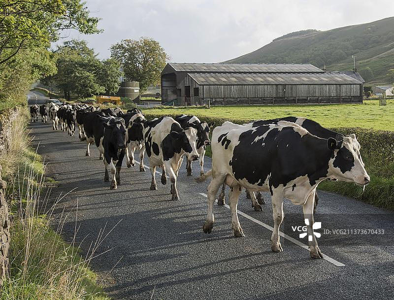荷斯坦牛：纯种家畜，家养动物，奶牛养殖，邓洛普桥，英国兰开夏图片素材